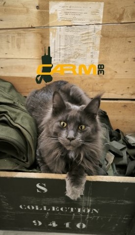 MAINE-COON CARM38